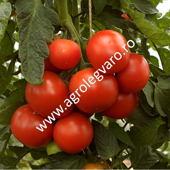 Seminte de tomate Petula F1