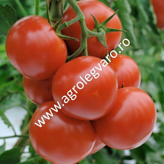 Seminte de tomate Petula F1