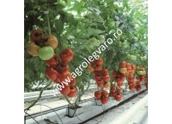 Seminte de tomate Petula F1