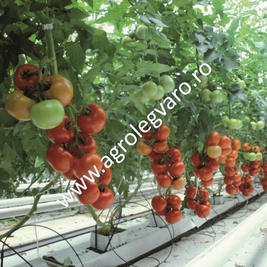 Seminte de tomate Petula F1