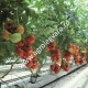 Seminte de tomate Petula F1