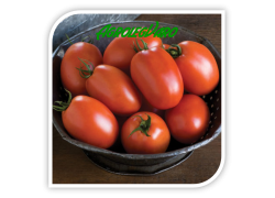 Seminte de tomate Plum Regal F1