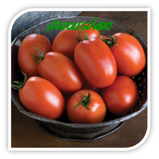 Seminte de tomate Plum Regal F1