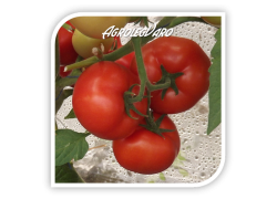 Seminte de tomate QUALITET F1