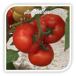 Seminte de tomate QUALITET F1