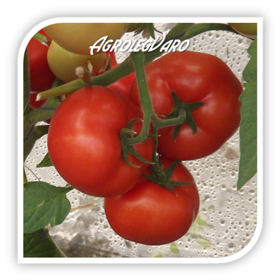 Seminte de tomate QUALITET F1