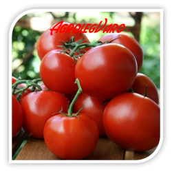 Seminte de tomate RALUCA