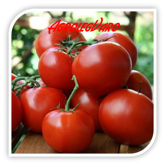 Seminte de tomate RALUCA