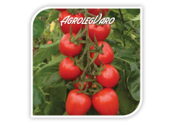 Seminte de tomate RED HEART F1