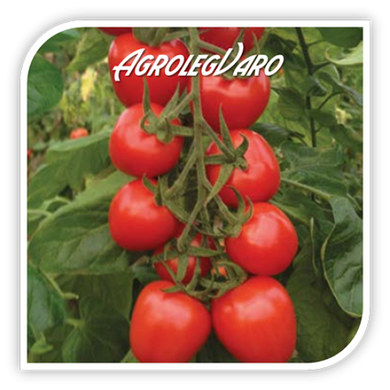 Seminte de tomate RED HEART F1