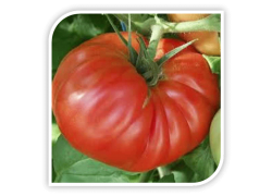Seminte de tomate RHODIA F1