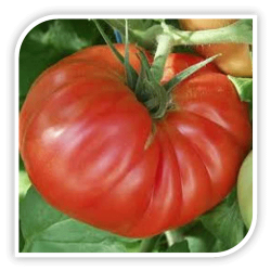 Seminte de tomate RHODIA F1