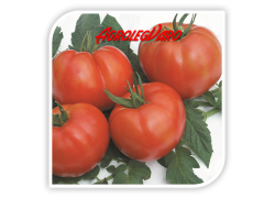 Seminte de tomate RILA F1