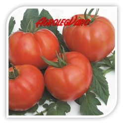 Seminte de tomate RILA F1