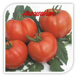 Seminte de tomate RILA F1