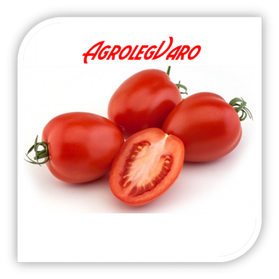 Seminte de tomate RIO GRANDE VIL
