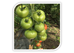 Seminte de tomate ROUVEN F1