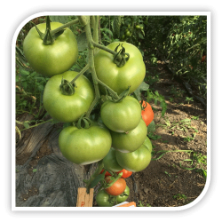Seminte de tomate ROUVEN F1