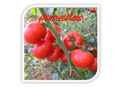Seminte de tomate RUNNER F1