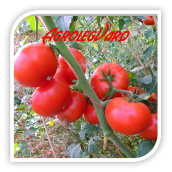 Seminte de tomate RUNNER F1