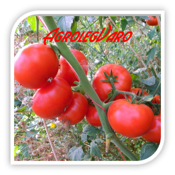 Seminte de tomate RUNNER F1