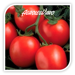 Seminte de tomate RUXANDRA