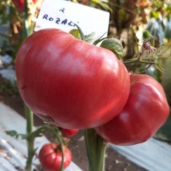 Seminte de tomate Rozali