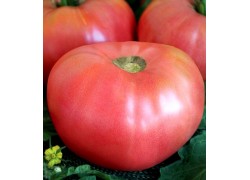 Seminte de tomate Rozali 0.5