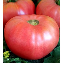 Seminte de tomate Rozali