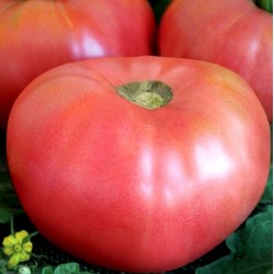 Seminte de tomate Rozali