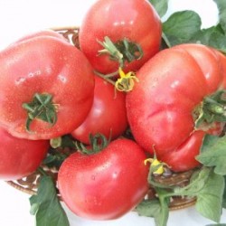 Seminte de tomate Rozalux