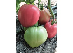 Seminte de tomate Rozov Dar F1