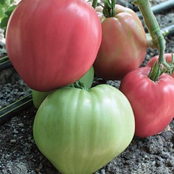 Seminte de tomate Rozov Dar F1