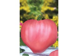 Seminte de tomate Rozov Dar F1