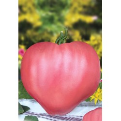Seminte de tomate Rozov Dar F1