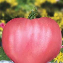 Seminte de tomate Rozov Dar F1