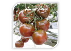 Seminte de tomate SACHER F1
