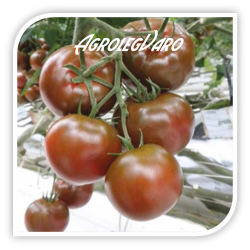 Seminte de tomate SACHER F1