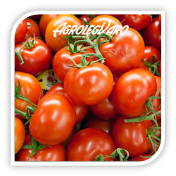 Seminte de tomate SANDOLINE F1