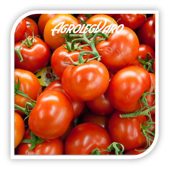 Seminte de tomate SANDOLINE F1