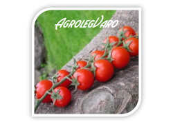 Seminte de tomate SHIREN F1