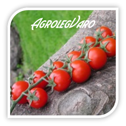Seminte de tomate SHIREN F1