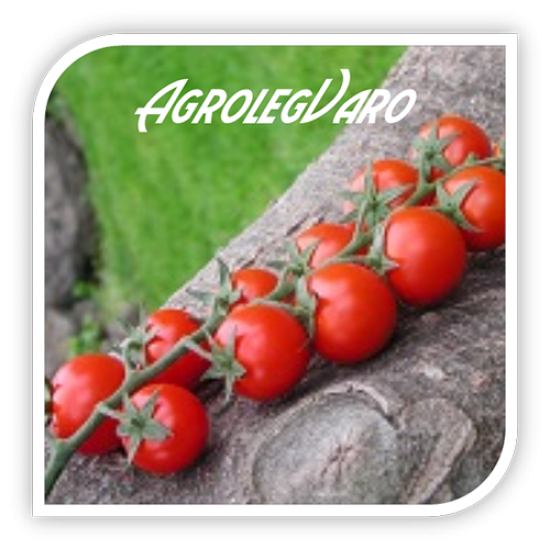 Seminte de tomate SHIREN F1
