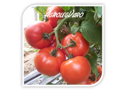 Seminte de tomate SIGNORA F1