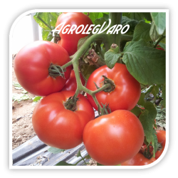 Seminte de tomate SIGNORA F1