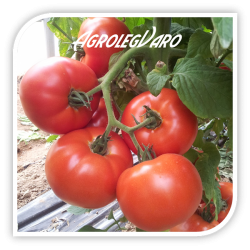 Seminte de tomate SIGNORA F1