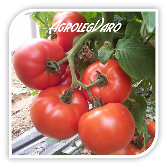 Seminte de tomate SIGNORA F1