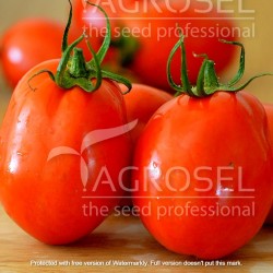 Seminte de tomate SILVIA