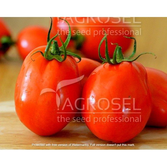 Seminte de tomate SILVIA