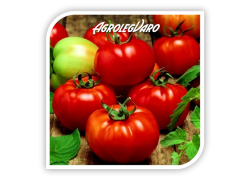 Seminte de tomate SULTAN F1